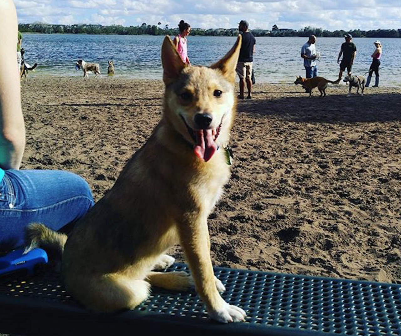 Lake Baldwin Park
2000 S. Lakemont Ave., Winter Park, 
This dog-friendly corner of Orlando has extensive areas for your dog to run, play and swim. The beach is the perfect place for the pooch in your life to cool down after some fun in the sun. Plus, they have dog showers! 
Photo via _beingzeus/Instagram