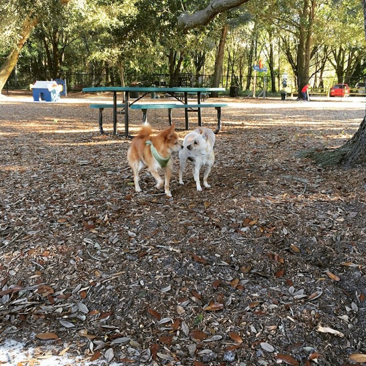 West Orange Dog Park 
12400 Marshall Farms Road, Winter Garden 
Take your dog to West Orange Dog Park if you&#146;re looking for a quiet place to chill. Your furry friend is guaranteed to love it here because there are plenty of squirrels to keep it occupied. 
Photo via floridian_fox/Instagram