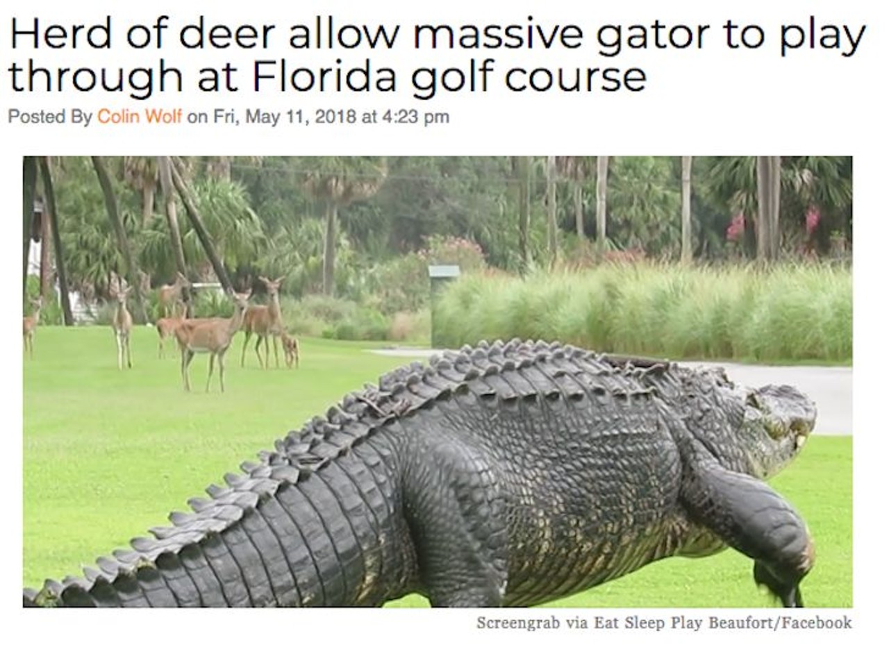 A recent video showed a herd of deer presumably allowing a Kaiju-sized gator to play through at a Florida golf course, a scene that is incredibly normal here in the Sunshine State. Read more here.