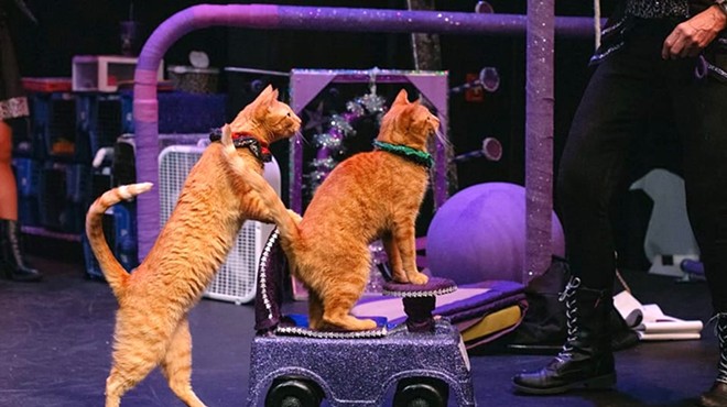 The Amazing Acro-Cats return to Orlando in January