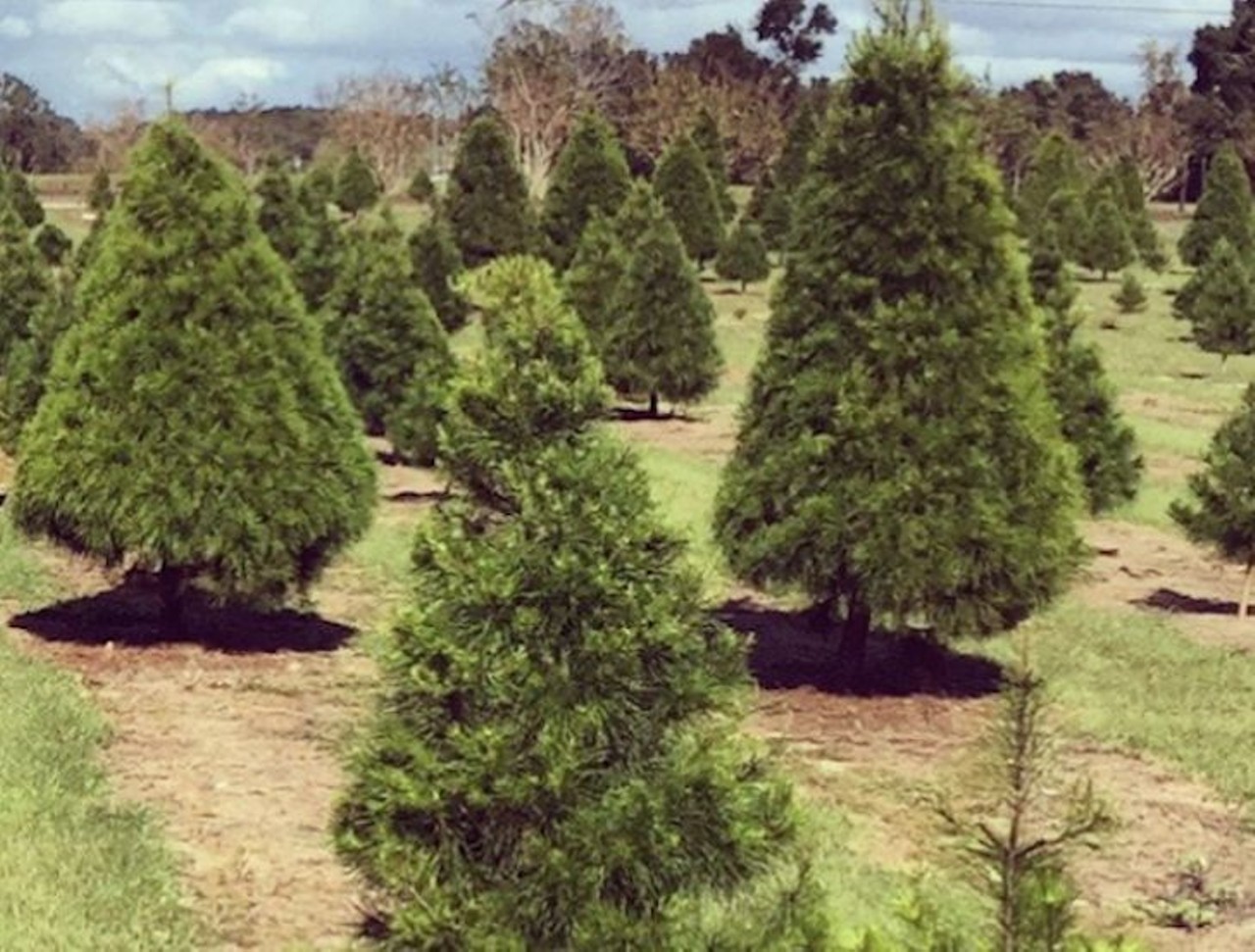 Nicholas&#146;s Christmas Tree Farm
14260 SE 80th Ave., Summerfield; 352-245-8633 
The calm of the Nicholas&#146;s farm alone is worth the drive, so pack up the family (don&#146;t forget a blanket for your tree) and hit the road. Did we mention each tree is $6 per foot and the farm is open daily from 10 a.m. until dark? See, told you it was worth the drive.
Photo via jackiwolfe/Instagram