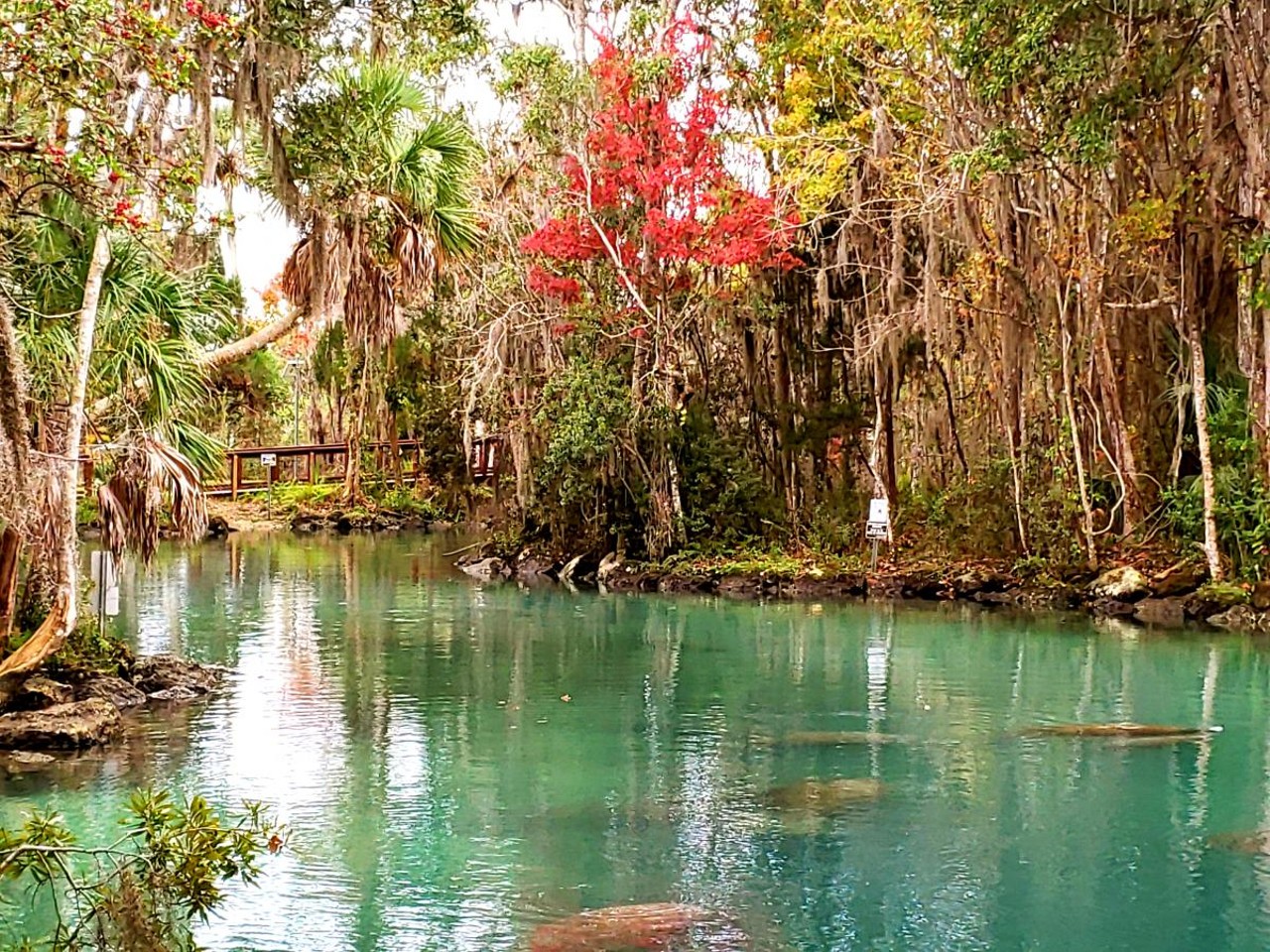 Three Sisters Springs
1 hour, 35 minutes from Orlando
Known as the manatee capital of the world, Three Sisters Springs might be the best spot to swim and spot one of the massive animals. Even if you decide not to do a manatee tour, the clear water allows everyone to get the chance to spot one.