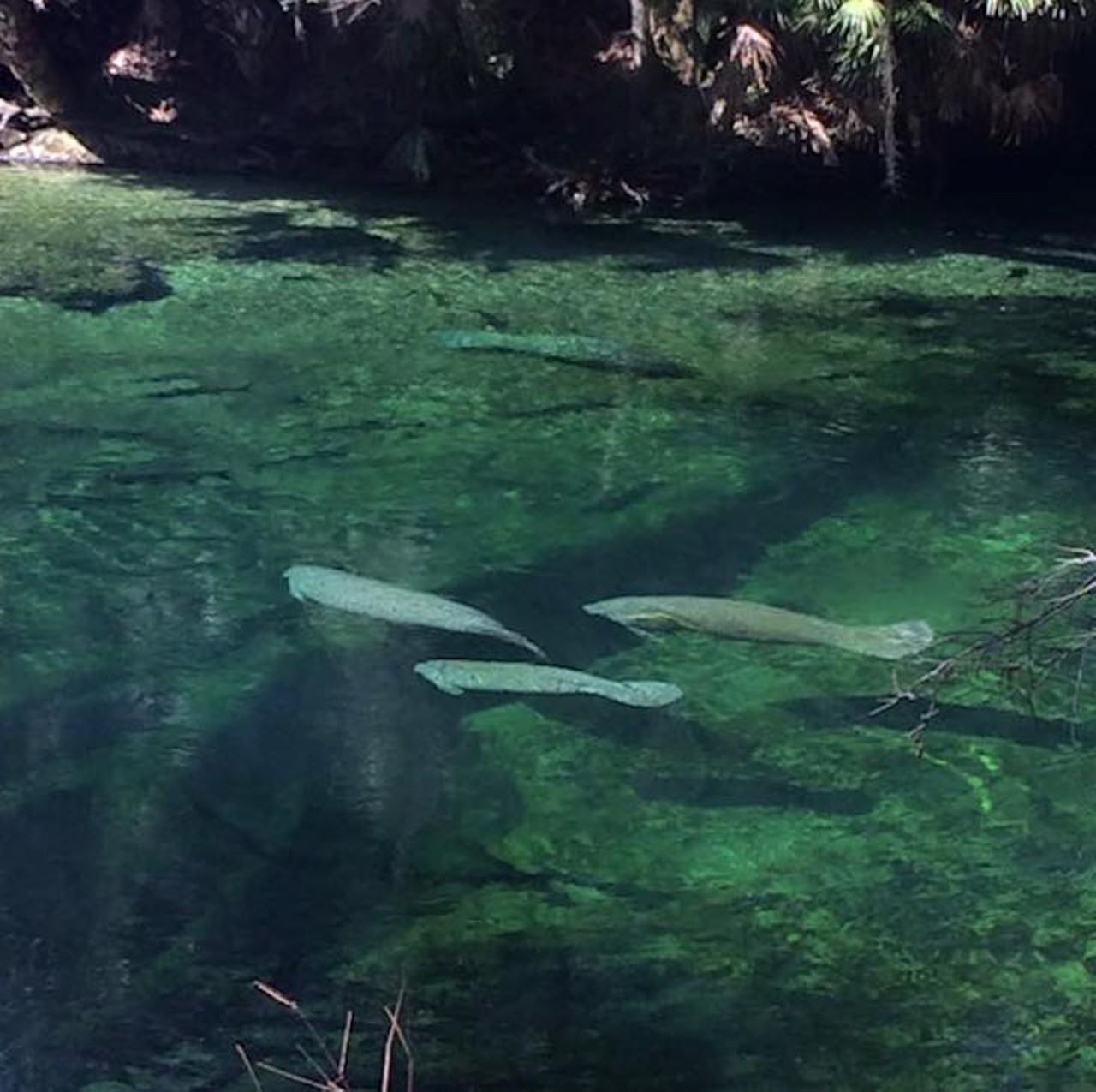 Check out manatees at Blue Springs
2100 W. French Ave., Orange City, 386-775-3663 
Blue Springs gets its name from the signature rich cerulean tint to the water. We hear you can even call in ahead and ask how many manatees are at the spring on any given day. 
Photo via Nic Peterson/Facebook