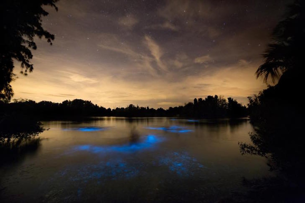 Take a night tour at the Merritt Island National Wildlife Refuge
Merrit Island, 321-268-2655 
The Refuge offers bioluminescent tours, where every tiny movement produces a stroke of light. This makes for a dazzling evening, to say the least.
Photo by Derek Demeter