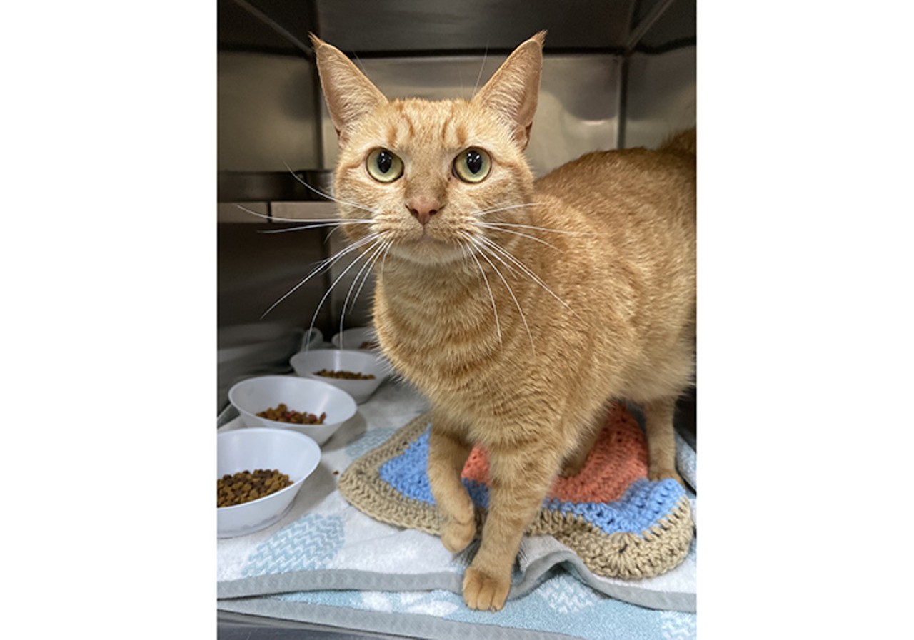 Rebel, a 2-year-old female cat, is at the Orlando shelter. Orange cats are very rarely female!