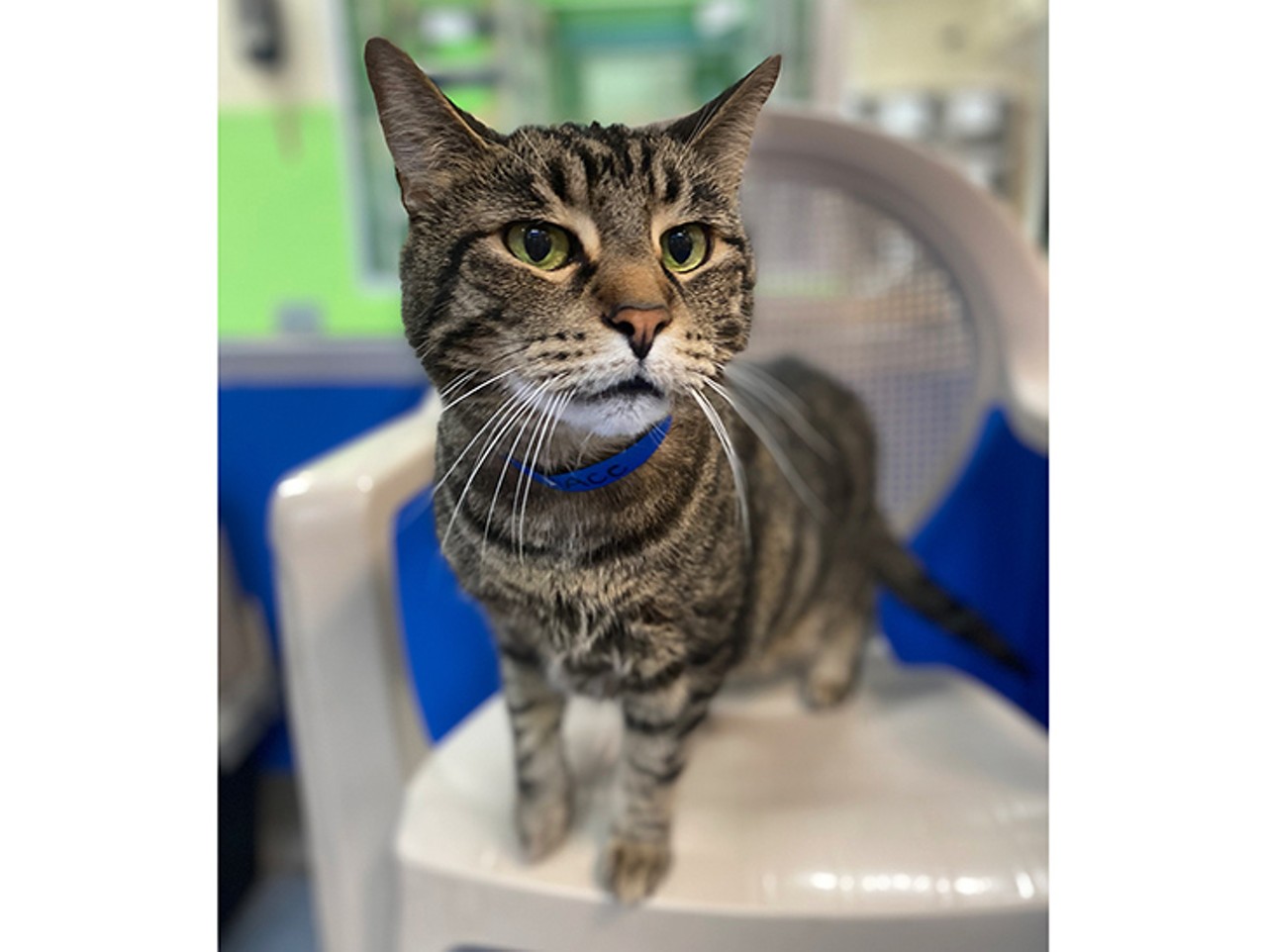 Ace, a 10-year-old male cat, is at the Orlando shelter. Ace has a lot of wisdom to share with you!