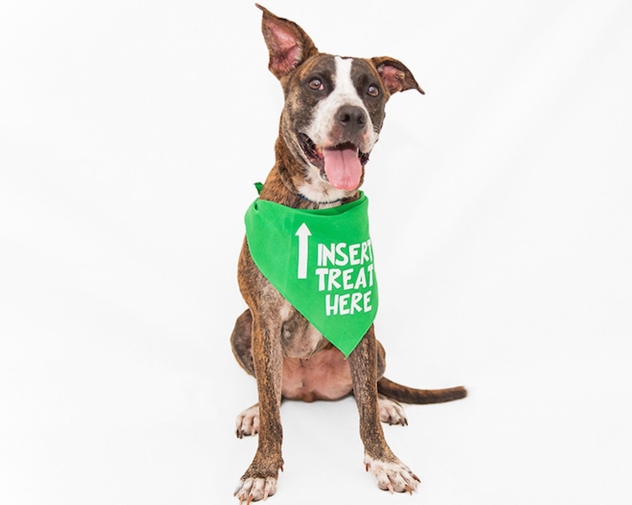 The shelter is full! Here are 50 awesome dogs and cats who need homes now.