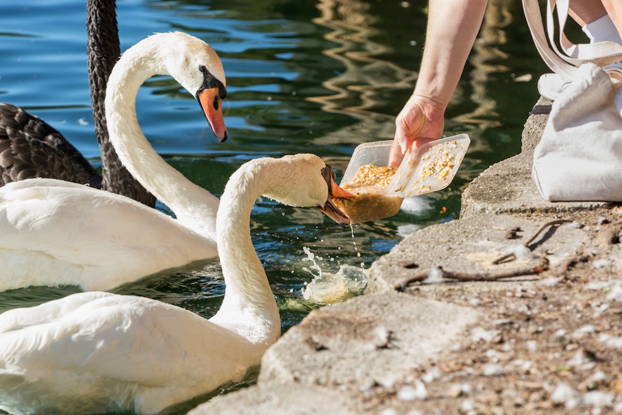 Feeding the Lake Eola swans
We’ve said it once and we’ll say it again. Those beautiful birds have seen enough tragedy.