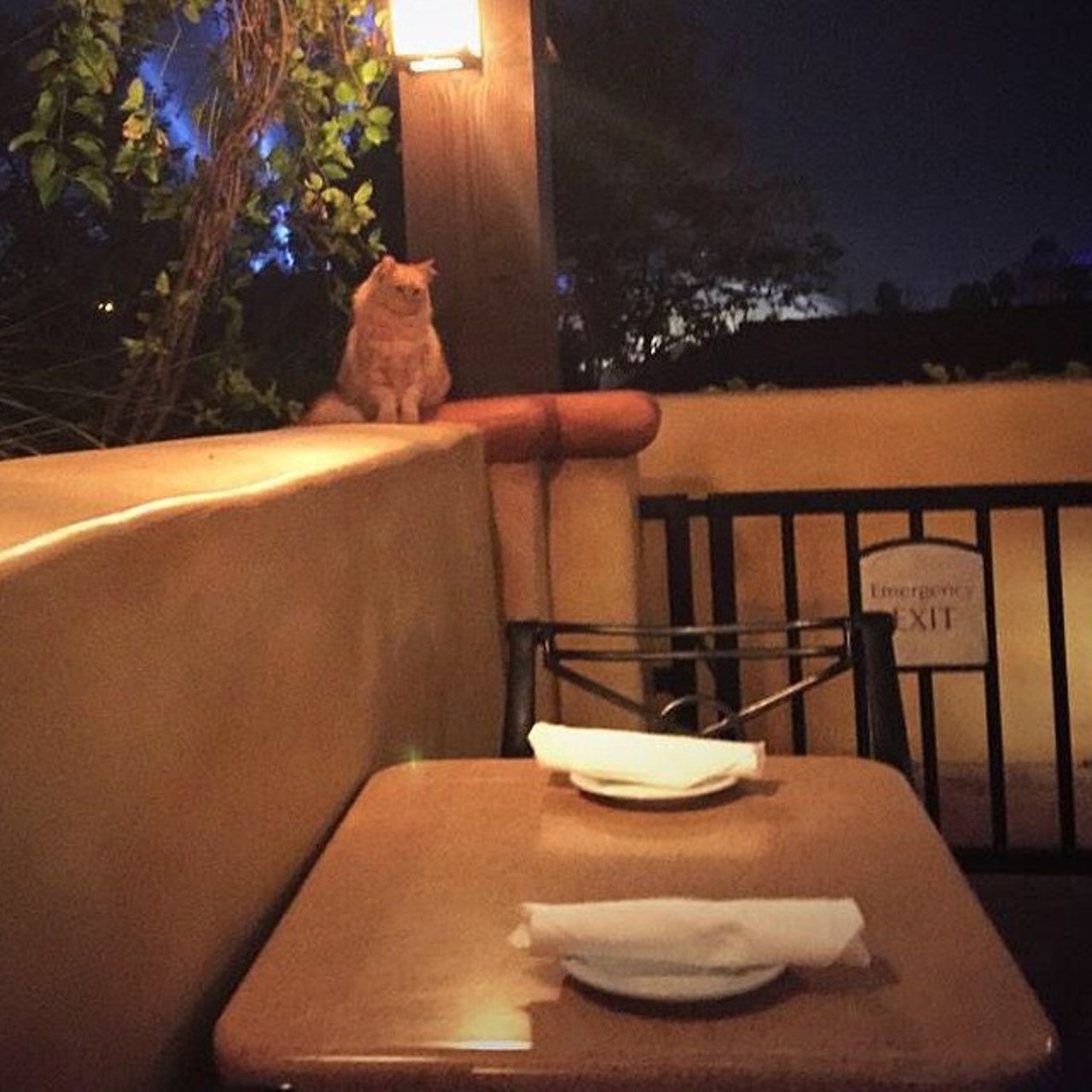 There's an Instagram account that chronicles the feral cats of Disney parks
