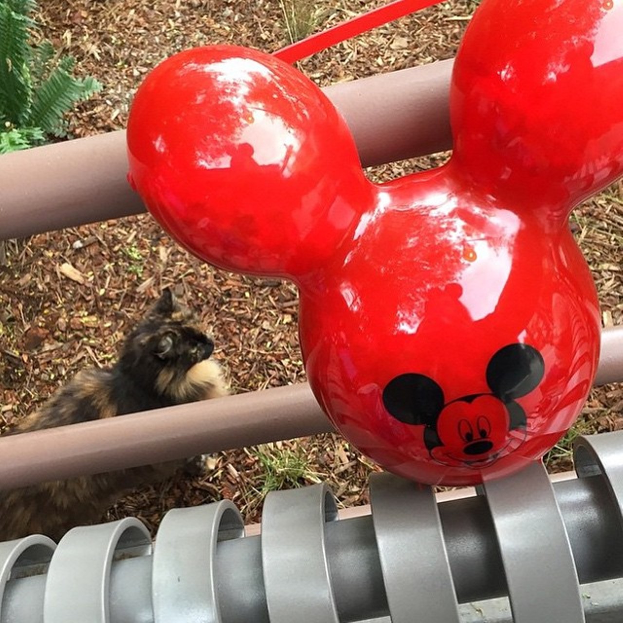 There's an Instagram account that chronicles the feral cats of Disney parks