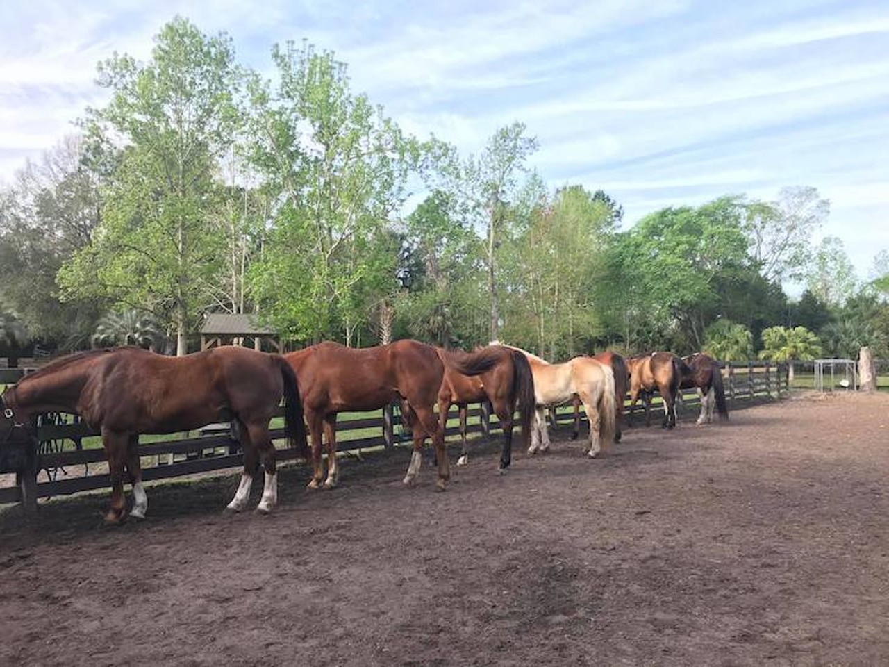 Hidden Palm Ranch 
1410 Oakway Sanford, FL 32773, 407-620-7880
Reserve a spot to ride in a guided group tour on horseback or a private trail ride through the Lake Jesup conservation area. You can also book a one-on-one horse experience to groom and spend time with one of the family owned horses in the business. 
Photo via Hidden Palms Ranch/Facebook