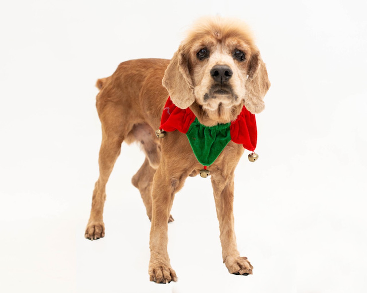 These adoptable little Santa's helpers in Orange County need homes for the holidays