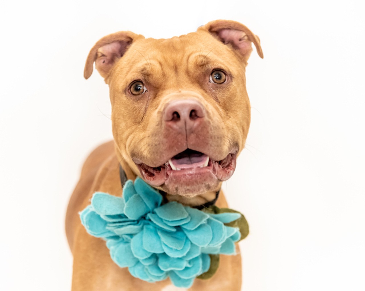 These adoptable Orange County dogs are waiting to meet you right now