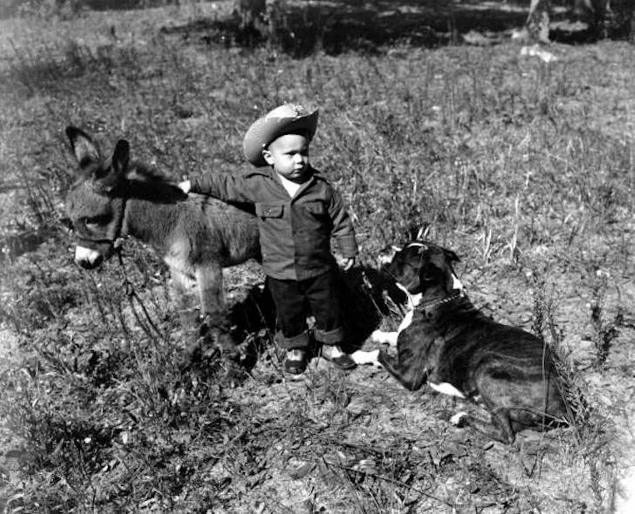 A young boy with Sicilian donkey and dog, photographed in November 1950. An accompanying note says, "The grandson of George Garretson, owner of Palomino stables in Ocala, with Sicilian donkey."