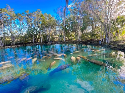 Three Sisters Springs
1 hour, 35 minutes from Orlando
It's manatee central here. Known as the manatee capital of the world, Three Sisters Springs might be the best spot to swim and spot one of the massive animals. Even if you decide not to do a manatee tour, the clear water allows everyone to get the chance to lay eyes (not hands!) on one.
