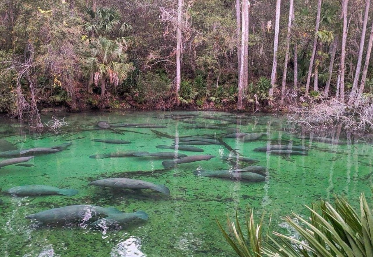 Blue Spring State Park
1 hour from Orlando
Encounter the gentle giants we call manatees at this crystal-clear spring where more than 700 manatees make their home. Swimming, snorkeling, scuba diving and boat tours are available for all guests.