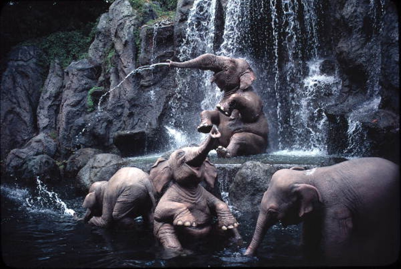 Elephant fountains in the Jungle Cruise amusement ride at the Magic Kingdom - Orlando, Florida, 1979