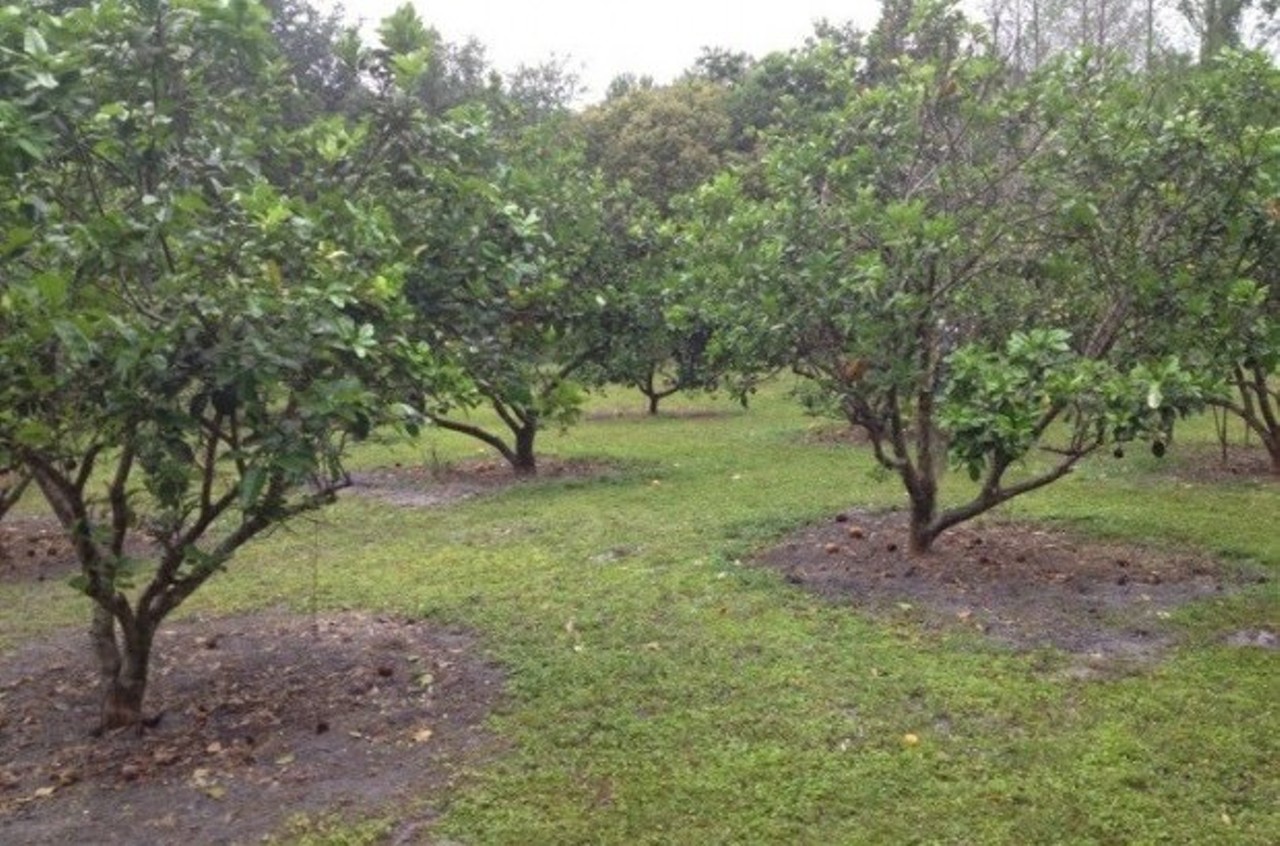 Soggy Acres Pomelo Grove
100 Tuskawilla Road, Winter Springs | 407-443-3808
Prime pomelo season is coming soon, but until then, family farm has mulberries, lychees and other prime picks. Soggy Acres does run on the honor system, so make sure you leave your payment inside the shiny metal mailbox at the front.
Photo via wellfedfamily.net
