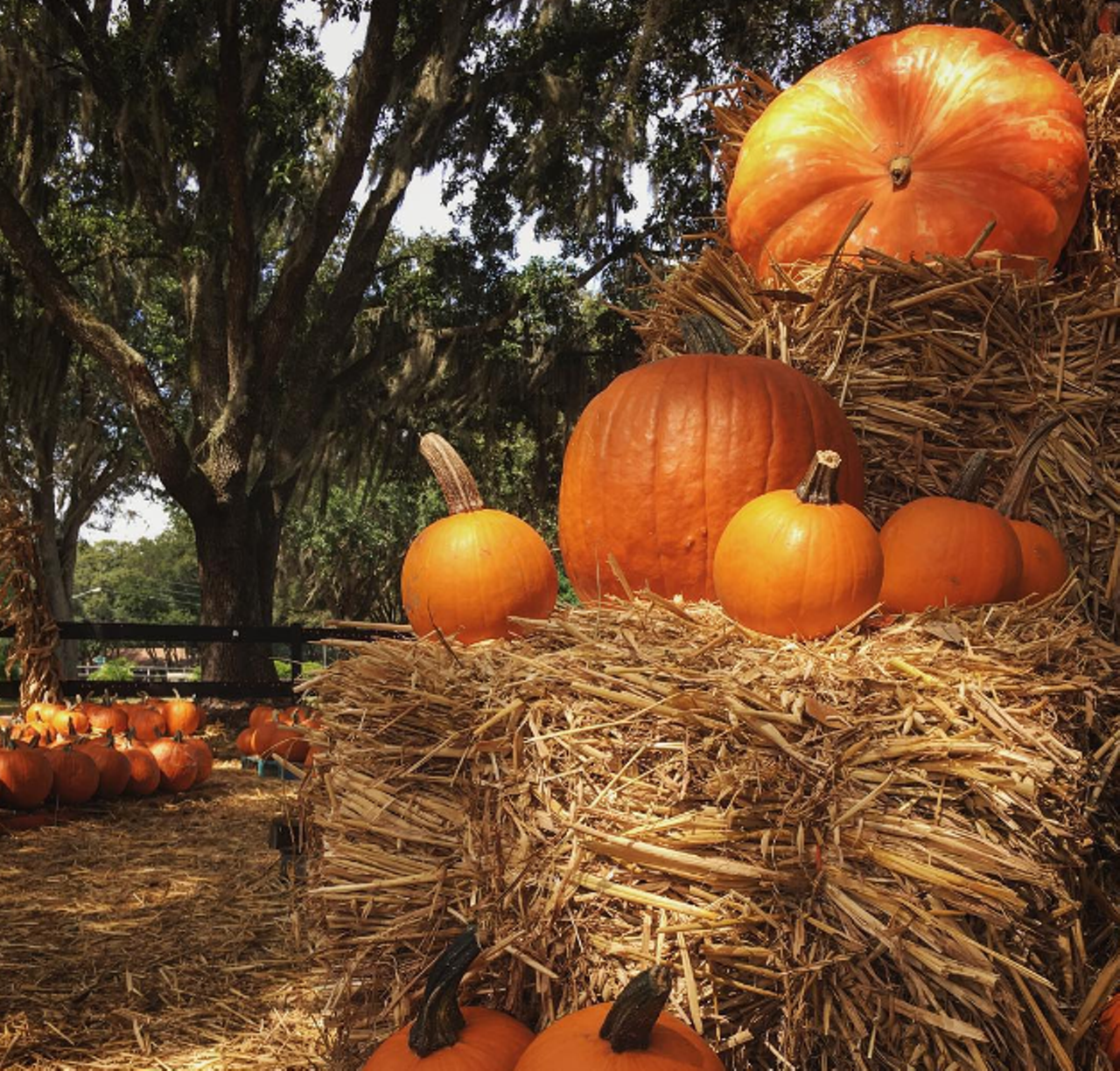 Club Lake Plantation
3403 Rock Springs Road, Apopka | 407-703-2707
This multipurpose venue is big on promoting agritourism. You can visit the farm where they host fall festivals, weddings and all sorts of outdoor events, where you can pick out a pumpkin from the patch or visit the country store for something with a shelf-life.
Photo via delmis.c/Instagram