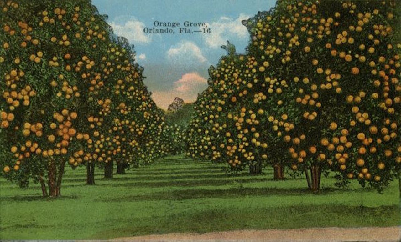 An orange grove in Orlando, published before 1921.