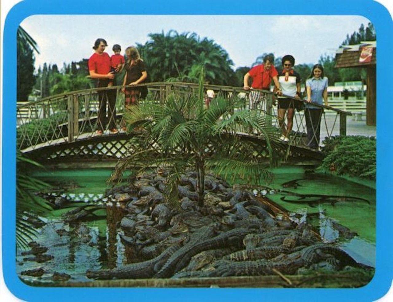 Tourists viewing gators at Gatorland, published after 1949.