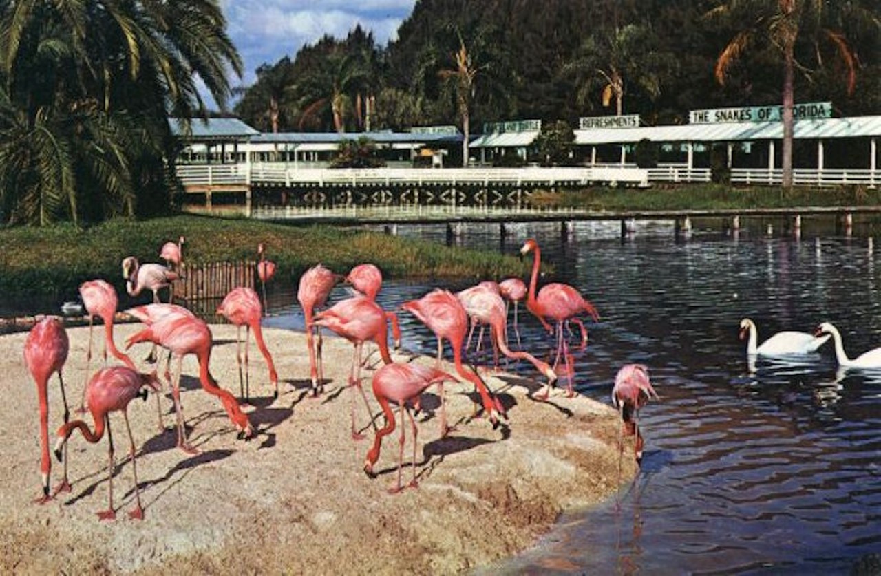Flamingos at Gatorland Zoo., published after 1949. An accompanying note reads, "Colorful flamingos live happily in their natural habitat at beautiful Gatorland Zoo, the world's largest alligator farm, located between Orlando and Kissimmee, Florida on U.S. Hwy. 17-92-441."
