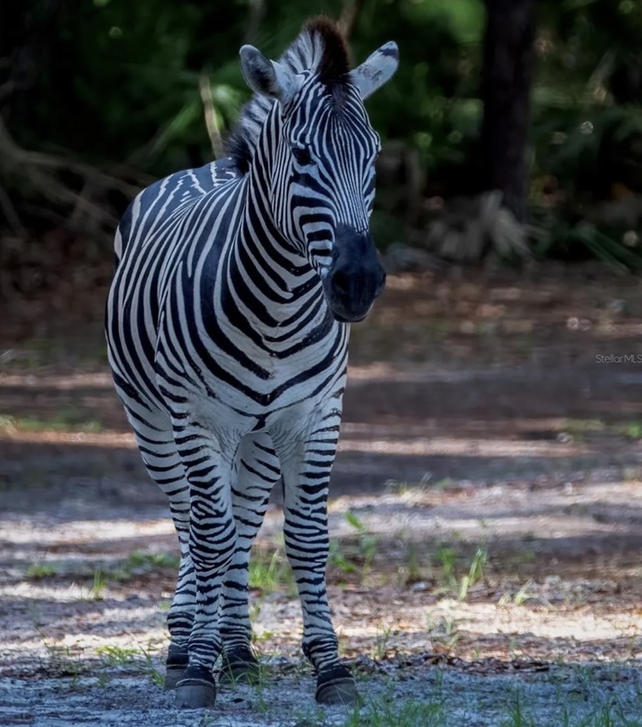 This $8 million Florida ranch for sale comes with three lakes, 500 deer and herds of exotic animals