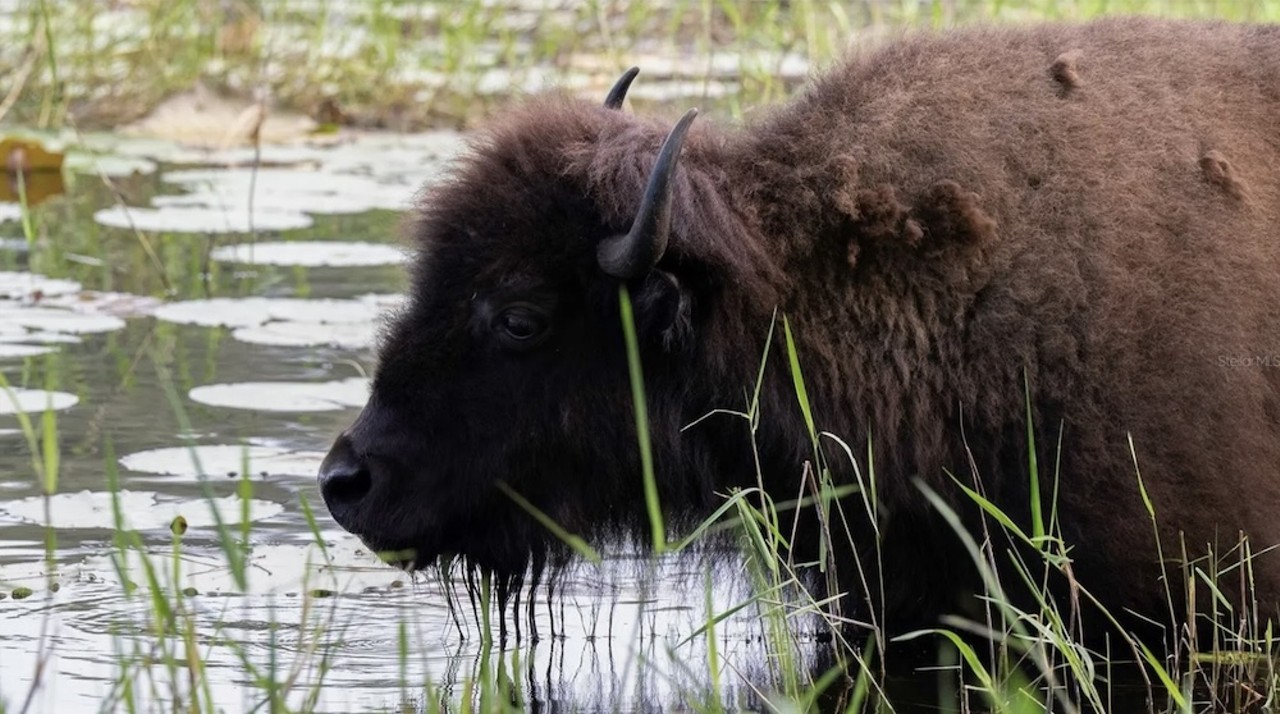 This $8 million Florida ranch for sale comes with three lakes, 500 deer and herds of exotic animals