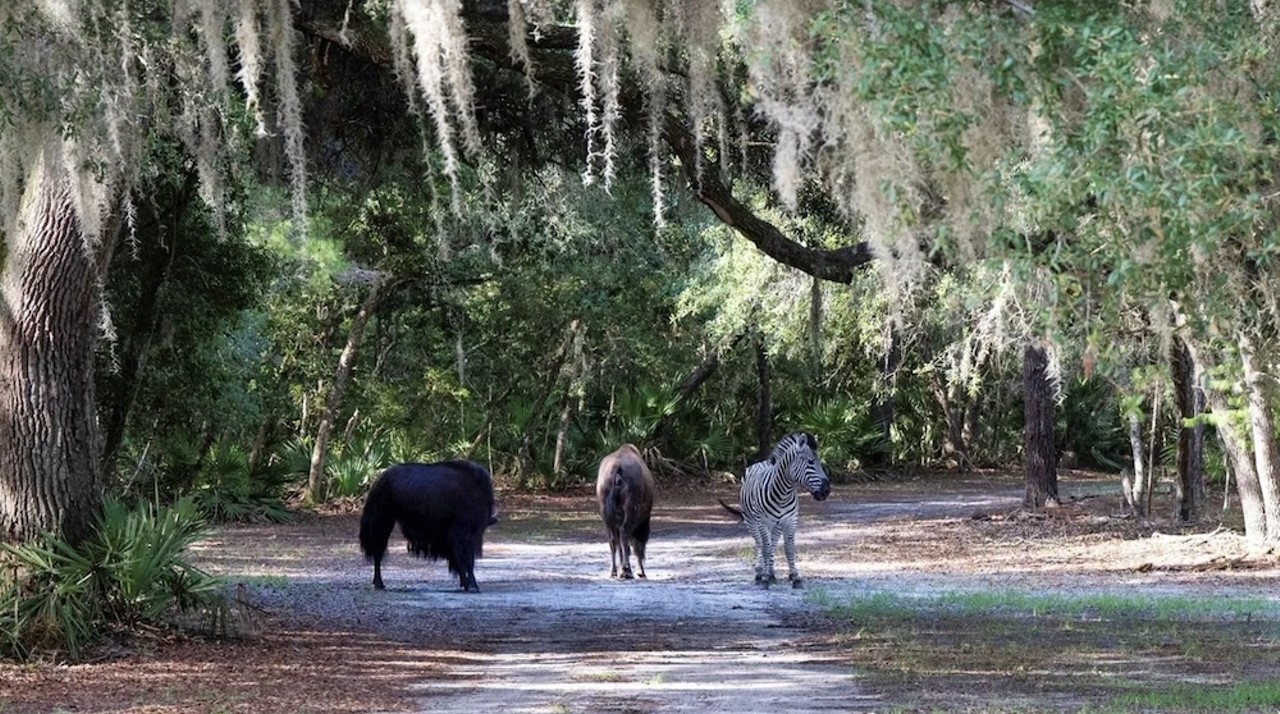 This $8 million Florida ranch for sale comes with three lakes, 500 deer and herds of exotic animals