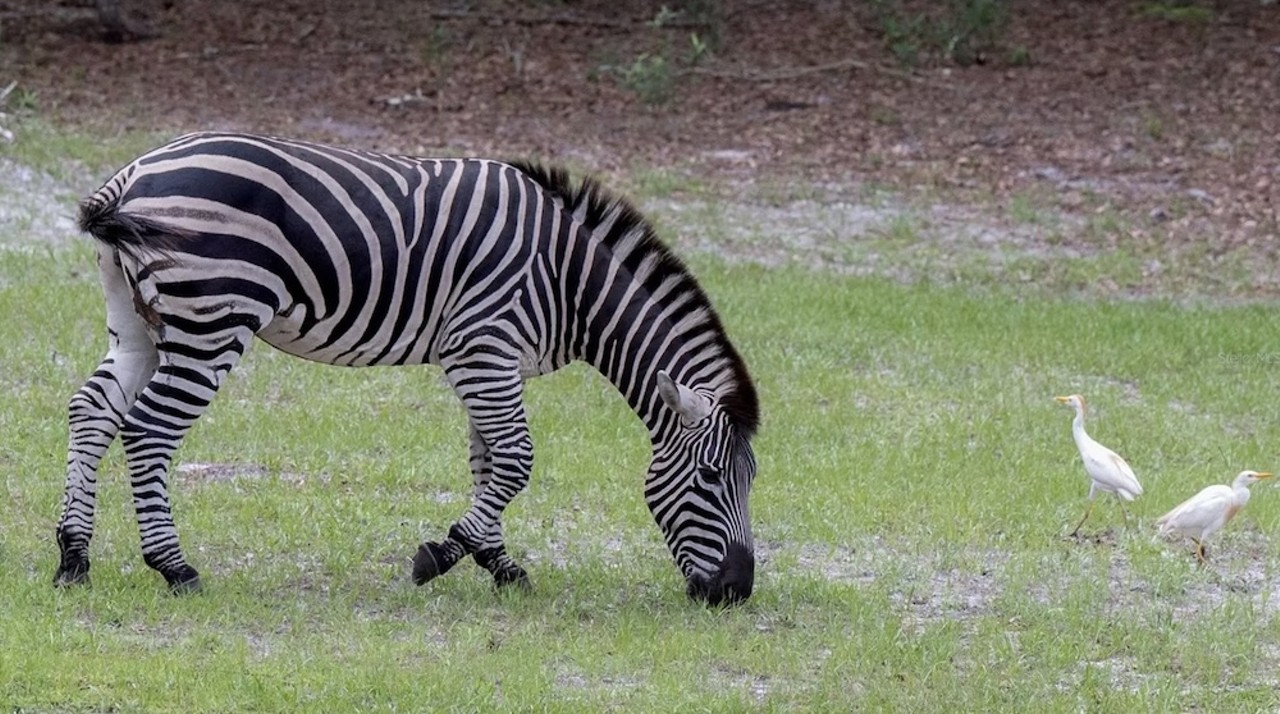 This $8 million Florida ranch for sale comes with three lakes, 500 deer and herds of exotic animals