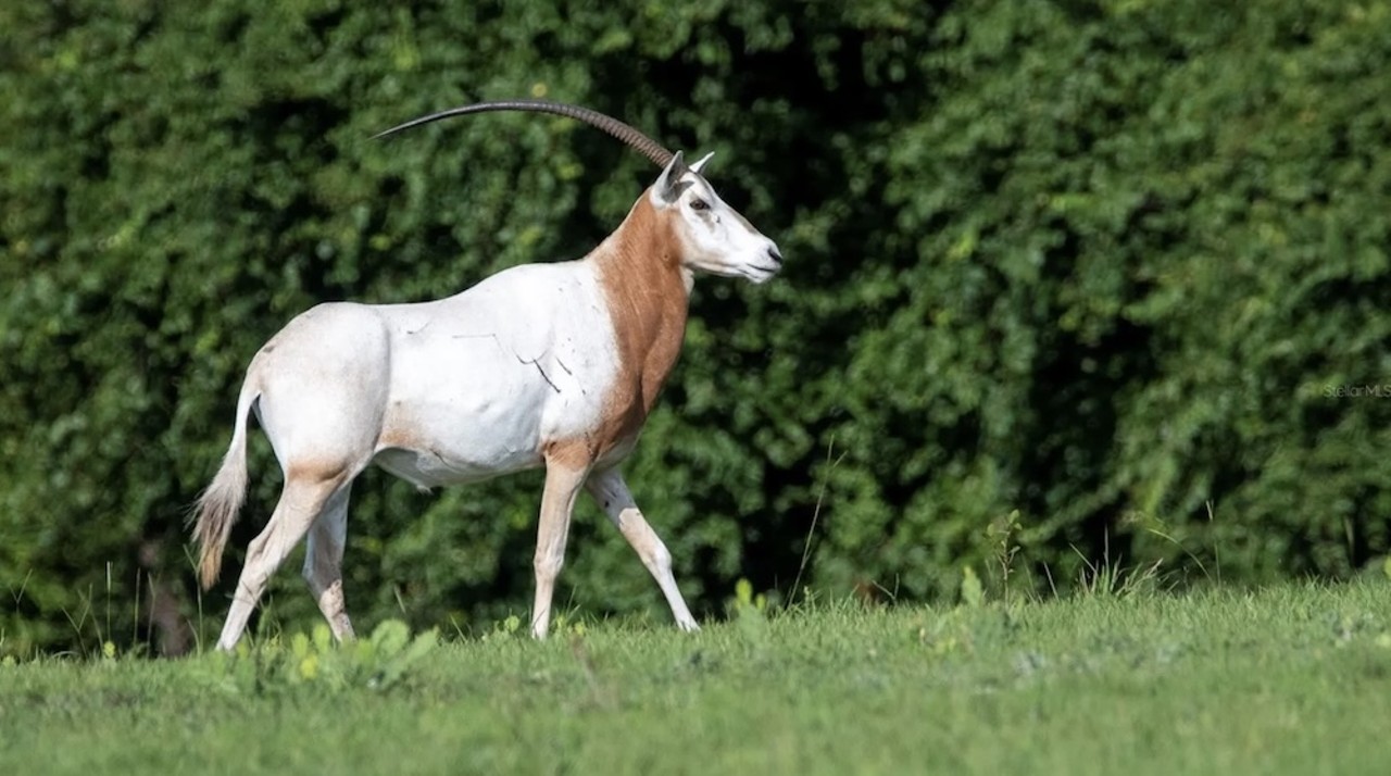 This $8 million Florida ranch for sale comes with three lakes, 500 deer and herds of exotic animals