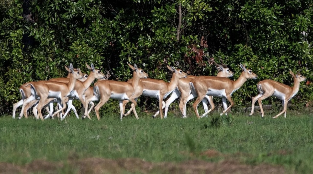 This $8 million Florida ranch for sale comes with three lakes, 500 deer and herds of exotic animals