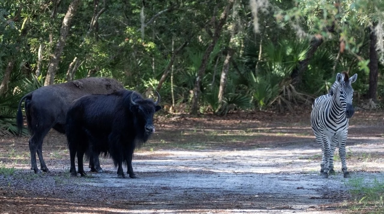 This $8 million Florida ranch for sale comes with three lakes, 500 deer and herds of exotic animals