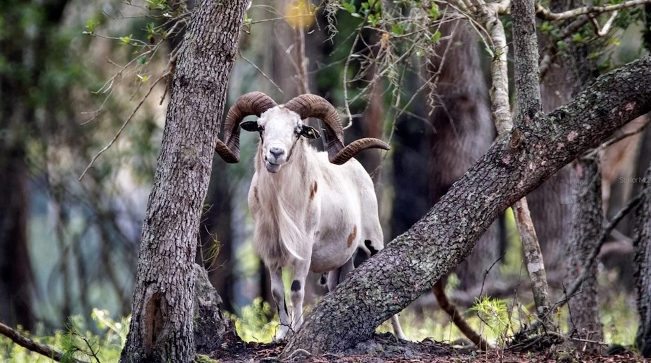 This $8 million Florida ranch for sale comes with three lakes, 500 deer and herds of exotic animals