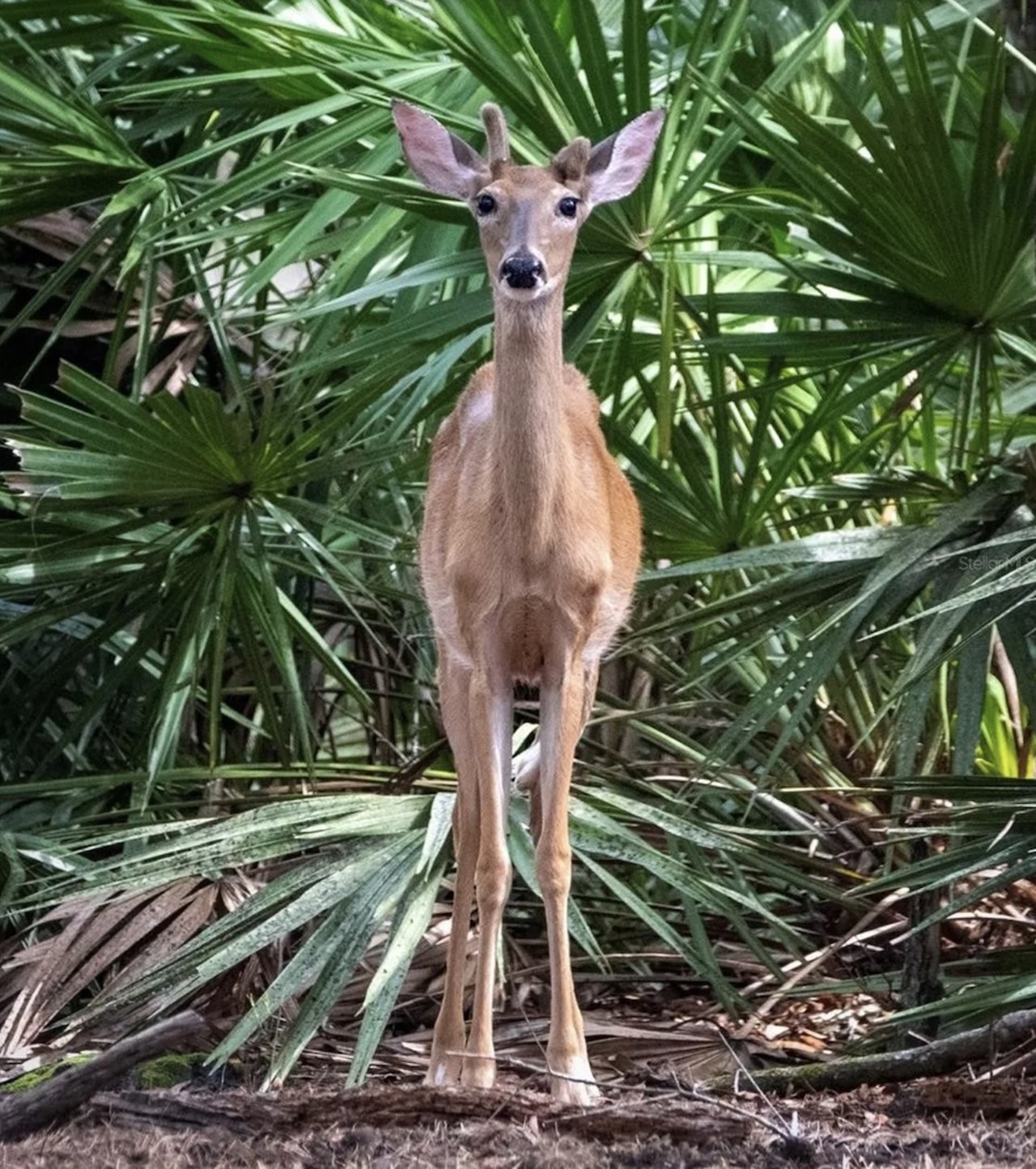 This $8 million Florida ranch for sale comes with three lakes, 500 deer and herds of exotic animals