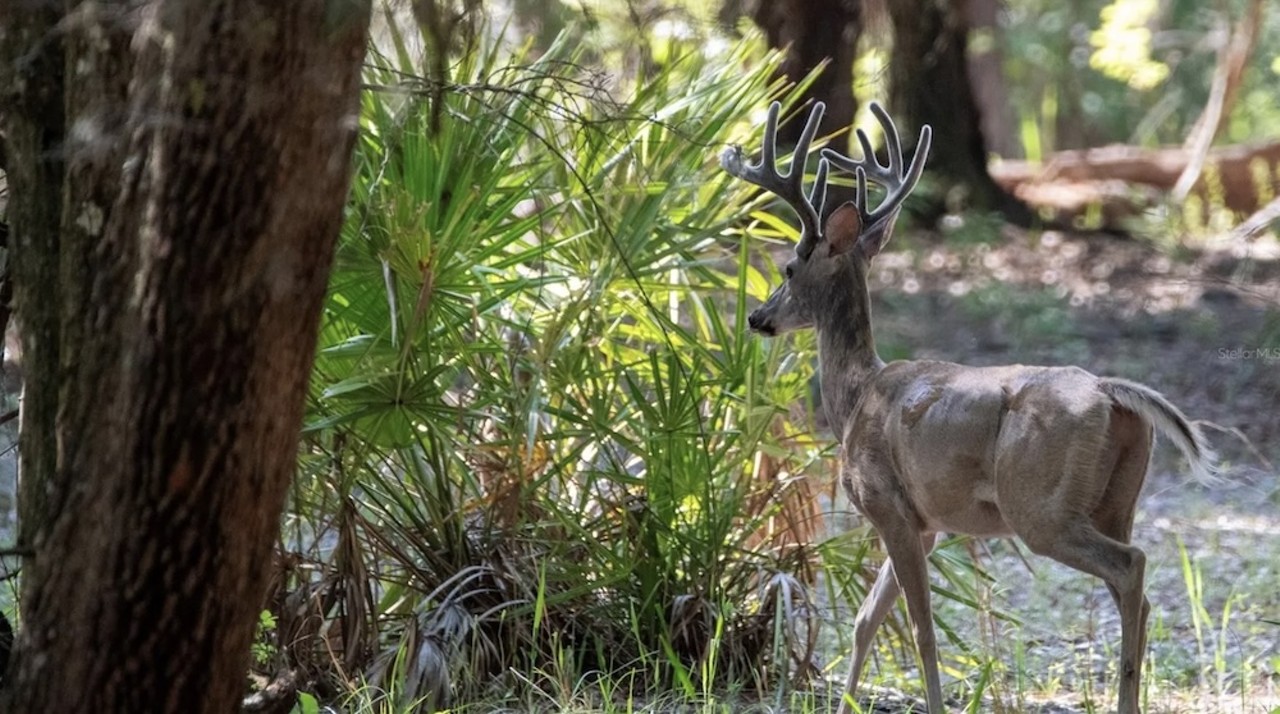 This $8 million Florida ranch for sale comes with three lakes, 500 deer and herds of exotic animals