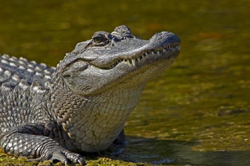 This American alligator had no comment on the Affordable Healthcare Act.