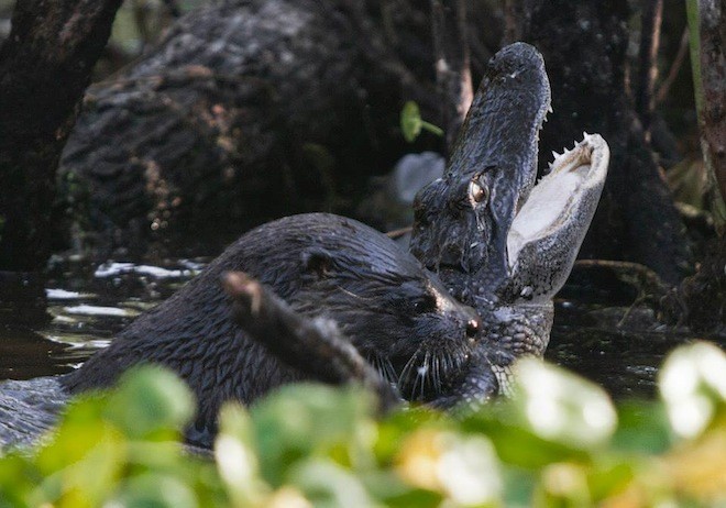 This is a photo of an otter killing an alligator
