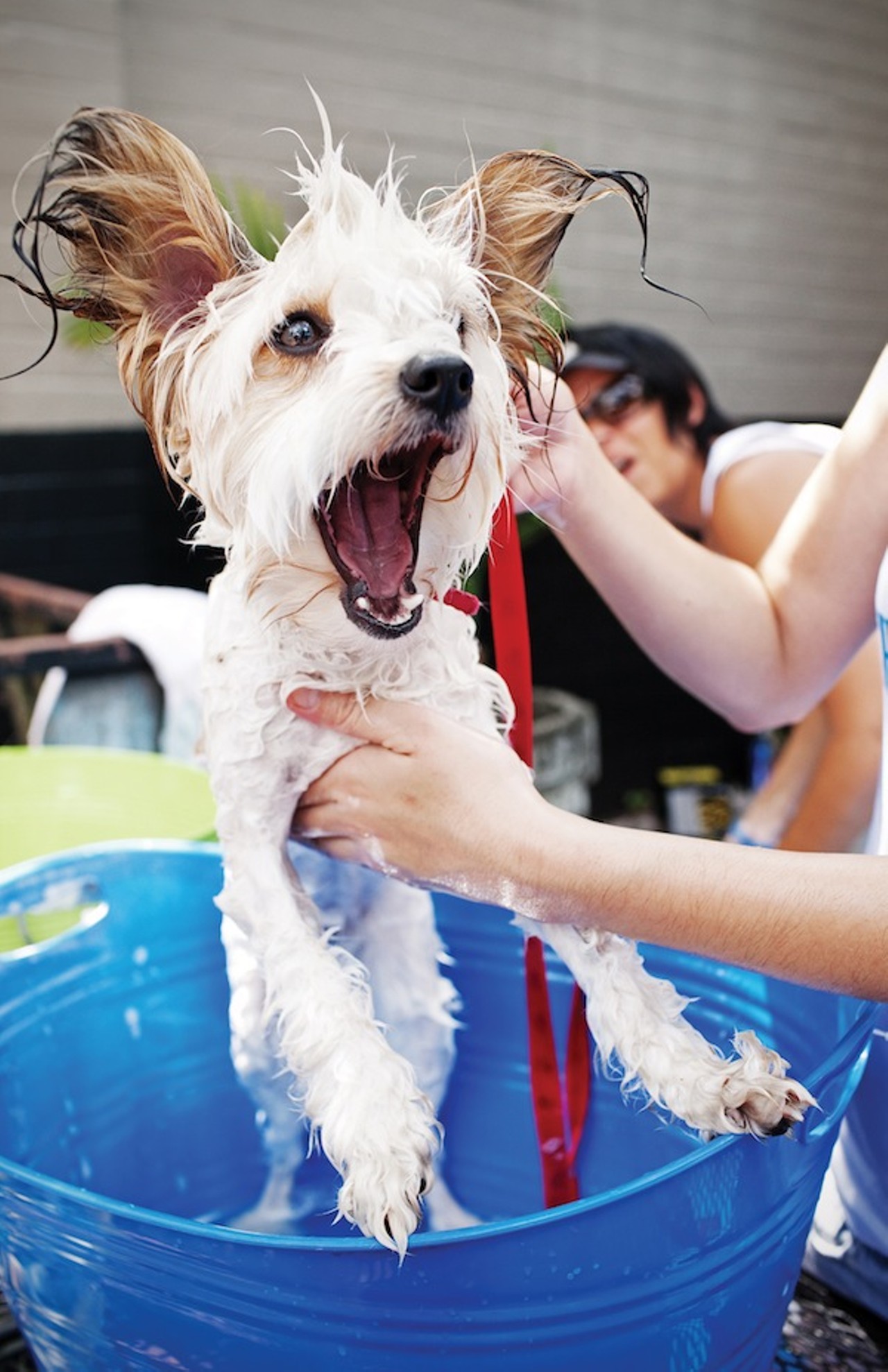 Shampooch!
Saturday, Sept. 28
9 a.m.-4 p.m.
Thornton Park, 804 E. Washington St.
407-325-5943
facebook.com/shampoochfundraiser
$10 for dog wash
Dog washing might be one of the more cumbersome processes of owning a canine. Fortunately, Lambs Eat Ivy Salon offers a respite for weary dog owners this weekend by hosting the seventh annual Shampooch! dog-washing fundraiser in Thornton Park. Not only will your pooch get the royal squeaky-clean treatment, but proceeds also benefit five pet rescue groups in the Central Florida area. And speaking of pet rescue, in case you&#146;ve been wanting to scoop up a new pet of your own, this year the Shampooch! folks team up with the Orange County Animal Rescue crew at Barktoberfest, the annual pet adoption event, which also happens to be set up at Lake Eola Park on Saturday. What better way to bring home a new family member than by first treating him or her to a day at the salon? &#150; James Austin