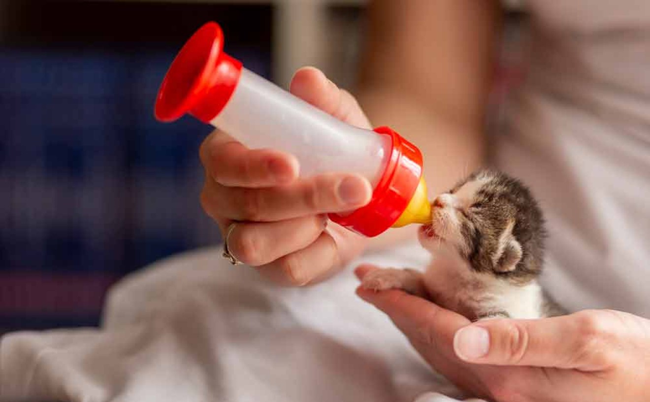 Orange County Animal Services is looking for fosters for an influx of bottle babies | Gimme Shelter | Orlando
