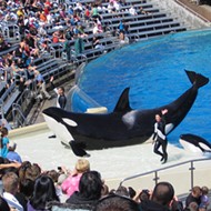 A new bill would ban all orca breeding and shows in Florida