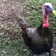 A gang of angry turkeys is now running this Longwood neighborhood