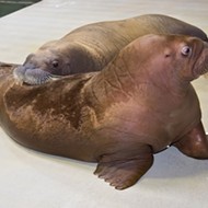 Guests at SeaWorld can now meet these two new mustachioed baby walruses
