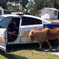 Escaped miniature pony apprehended by Florida police