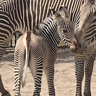 Disney announces the birth of two zebras at Animal Kingdom