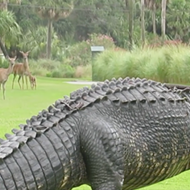 Herd of deer allow massive gator to play through at Florida golf course