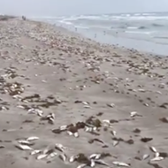Cocoa Beach is mostly dead fish now