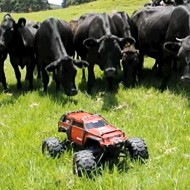 Happy Friday! Watch this RC minitruck make a herd of cows lose their damn minds