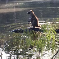 A raccoon posed on an alligator last weekend, resulting in Florida's greatest photo