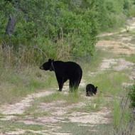 More than 1,700 people have applied for bear-hunting permits in Florida
